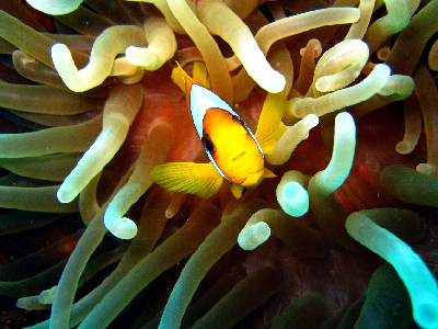 Figure 1 - An RGB image of a clownfish.