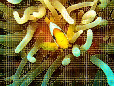 Figure 3 - The clownfish image with superpixel segmentation boundaries overlaid.